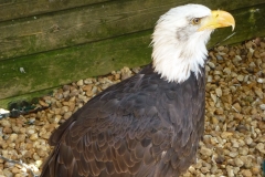 Château des Milandes