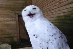 Château des Milandes