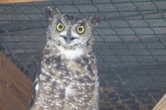 Château des Milandes