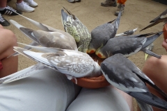 Château des Milandes