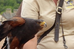 Château des Milandes