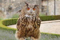 Château des Milandes