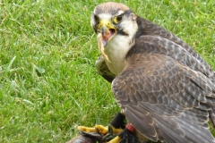 Château des Milandes